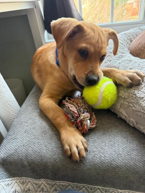 Mickey, ADOPTABLE, Puppy Male Labrador Retriever & Shepherd.