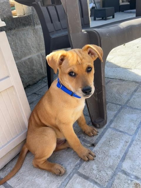 Enlarge Mickey, a ADOPTABLE mixed breed in Manhasset, NY image 2/6