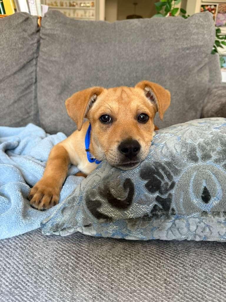 Enlarge Mickey, a ADOPTABLE mixed breed in Manhasset, NY image 4/6