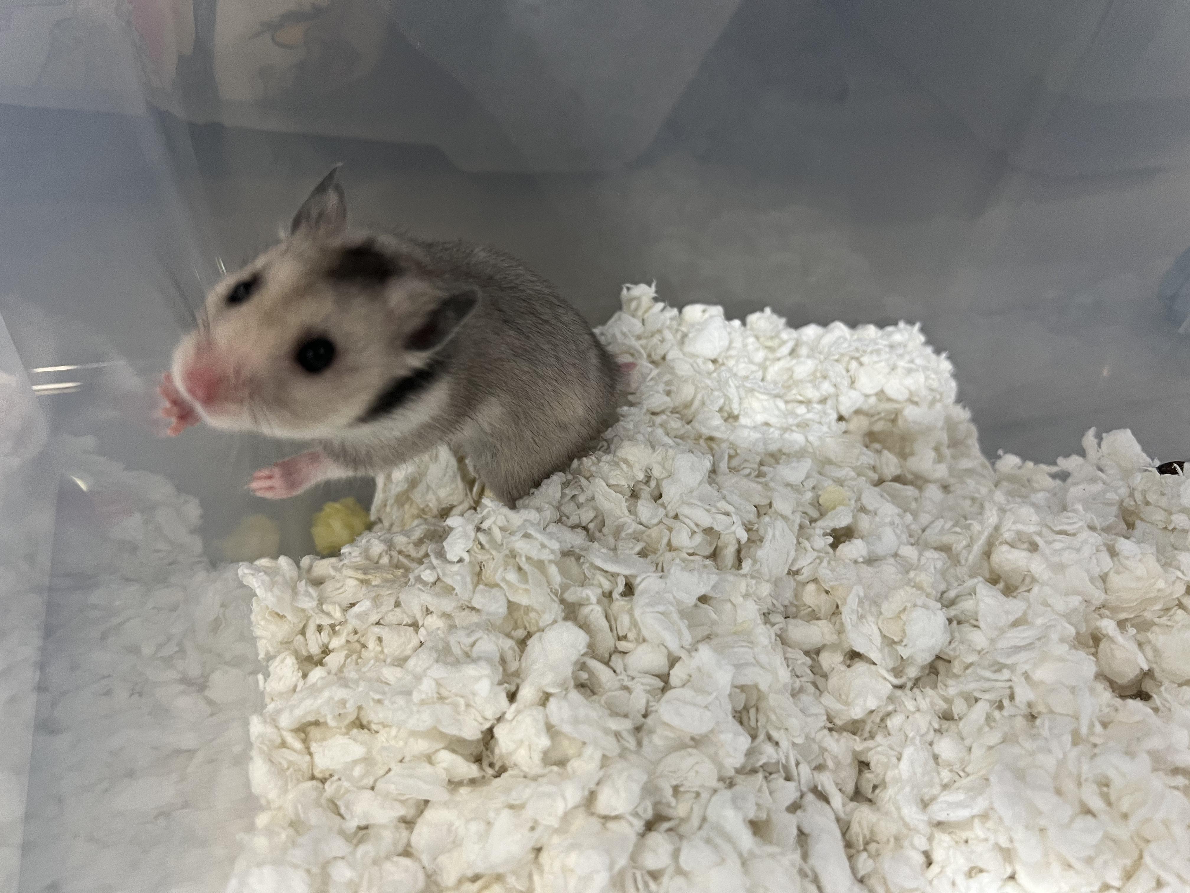 Ququ, a Adoptable Hamster in Medford, NY image 1/2