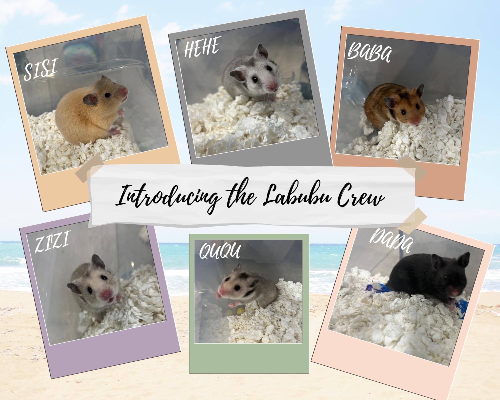 Ququ, a Adoptable Hamster in Medford, NY image 2/2