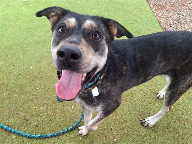 FINCH, Adoptable, Young Female Australian Kelpie & Mixed Breed.