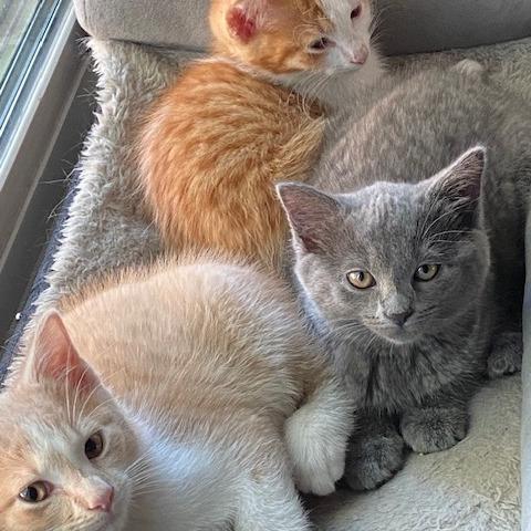 Grizzly Bear, Adoptable, Kitten Female Domestic Short Hair.