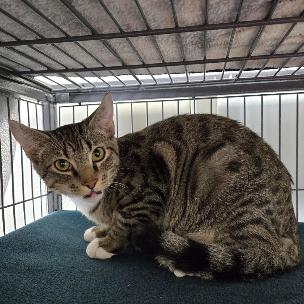 Enlarge Orian (26-9649), a Adoptable Domestic Short Hair in Fort Smith, AR image 1/1