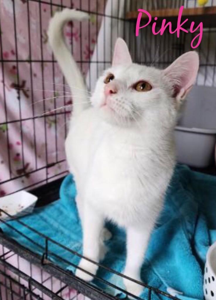 PINKY, Adoptable, Adult Female Domestic Short Hair.