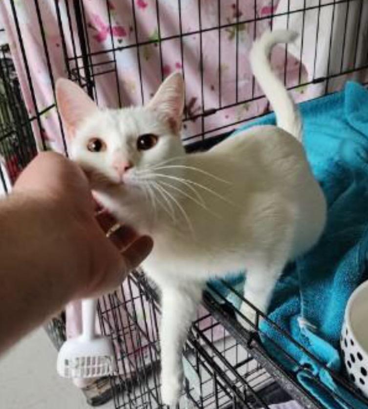 Enlarge PINKY, a Adoptable Domestic Short Hair in Muskegon, MI image 2/3