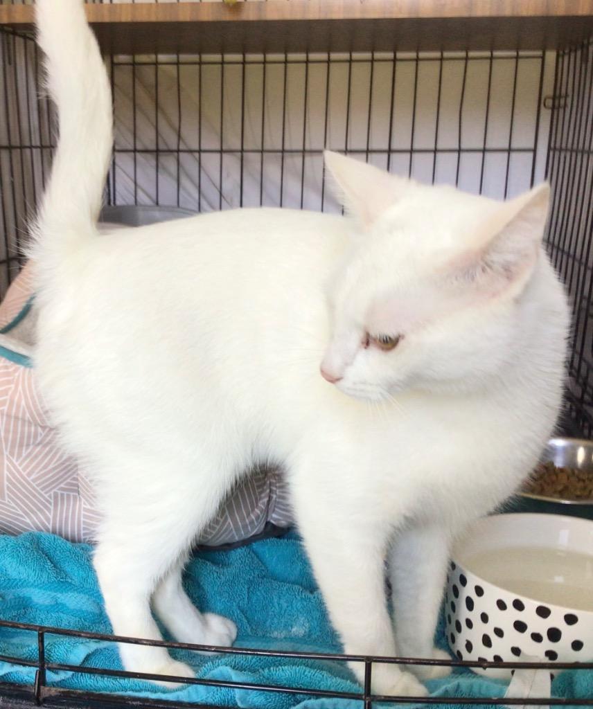 Enlarge PINKY, a Adoptable Domestic Short Hair in Muskegon, MI image 3/3