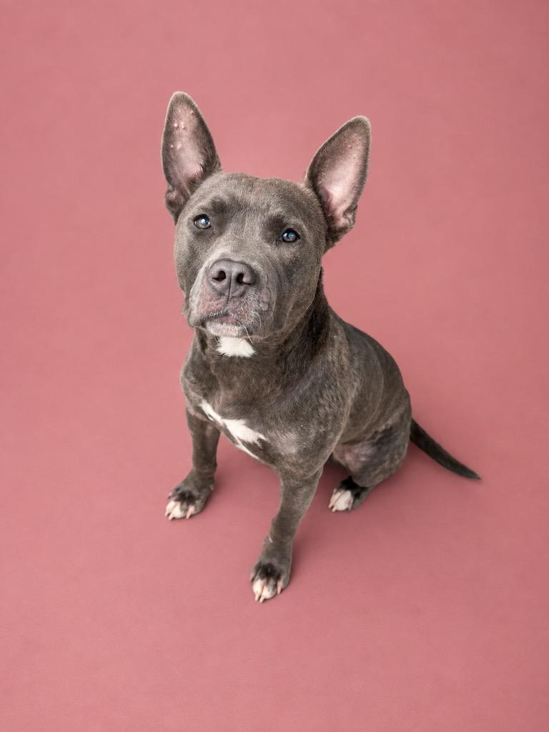 Enlarge Melah, a ADOPTABLE Mixed Breed in Winnsboro, SC image 1/1