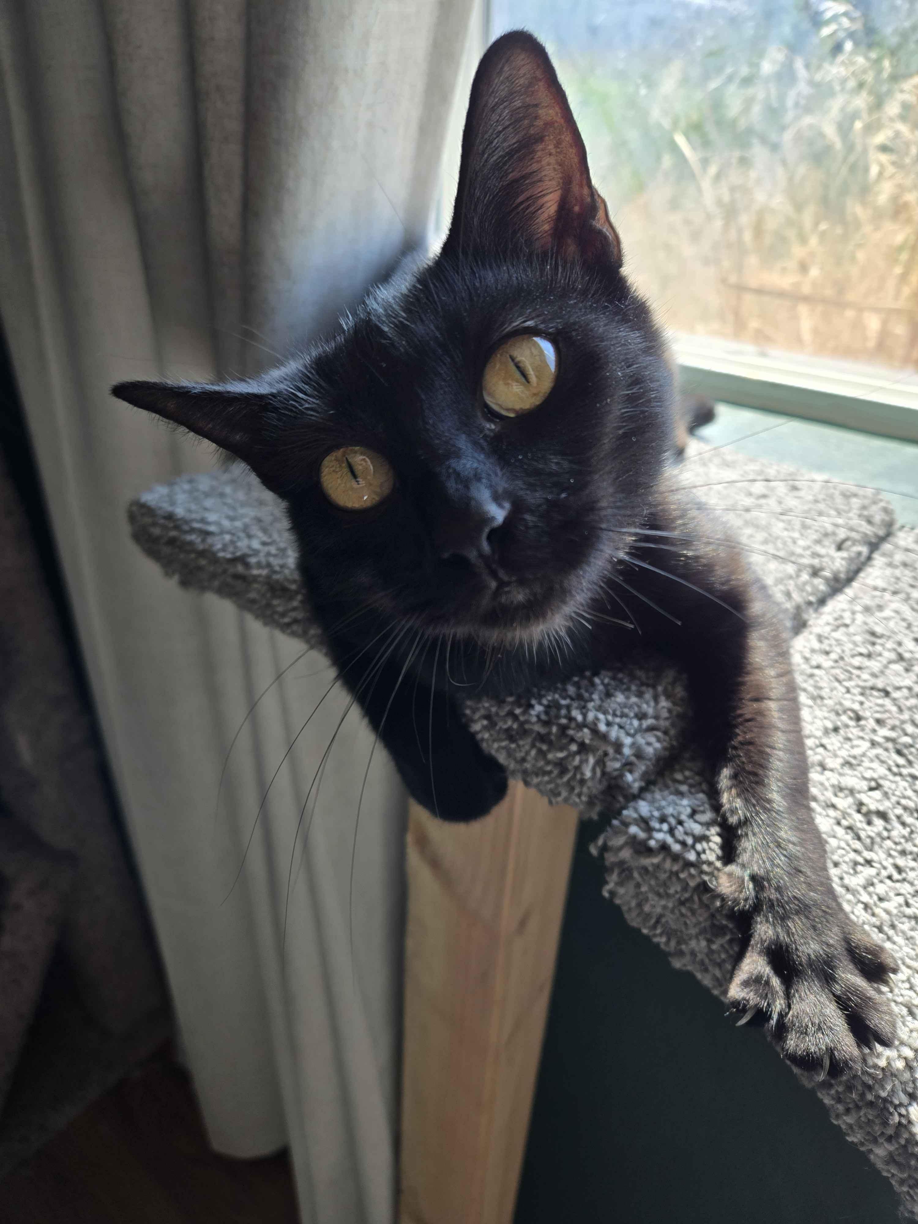 Jiji