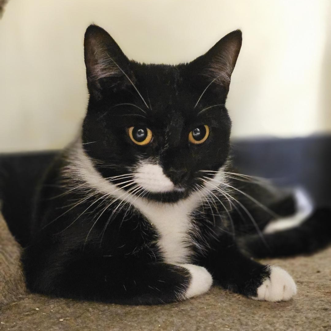 Enlarge Vienna, a Adoptable Domestic Short Hair in Margate, FL image 1/1