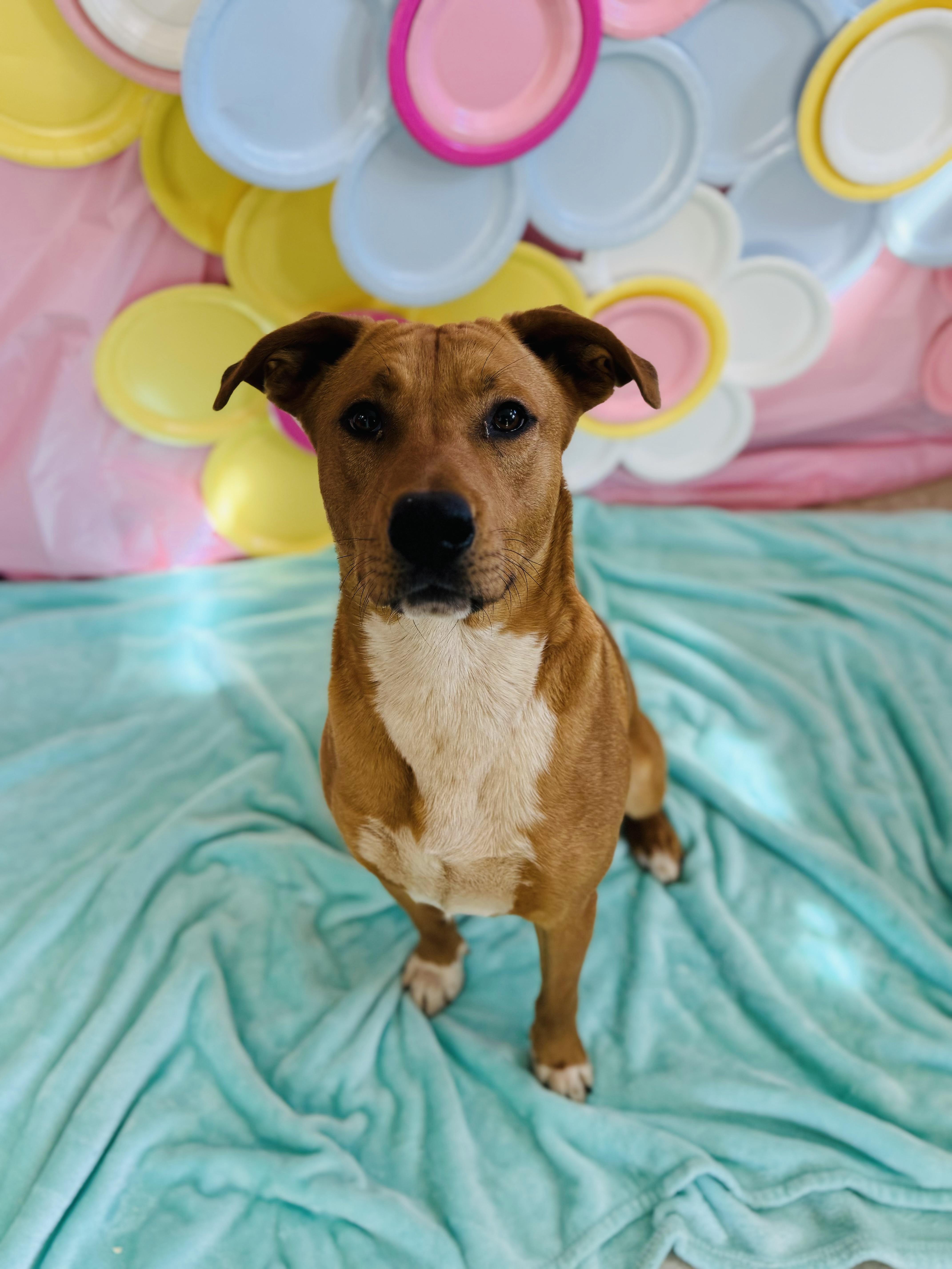 Enlarge Lays, a ADOPTABLE Mixed Breed in Chickasha, OK image 6/6
