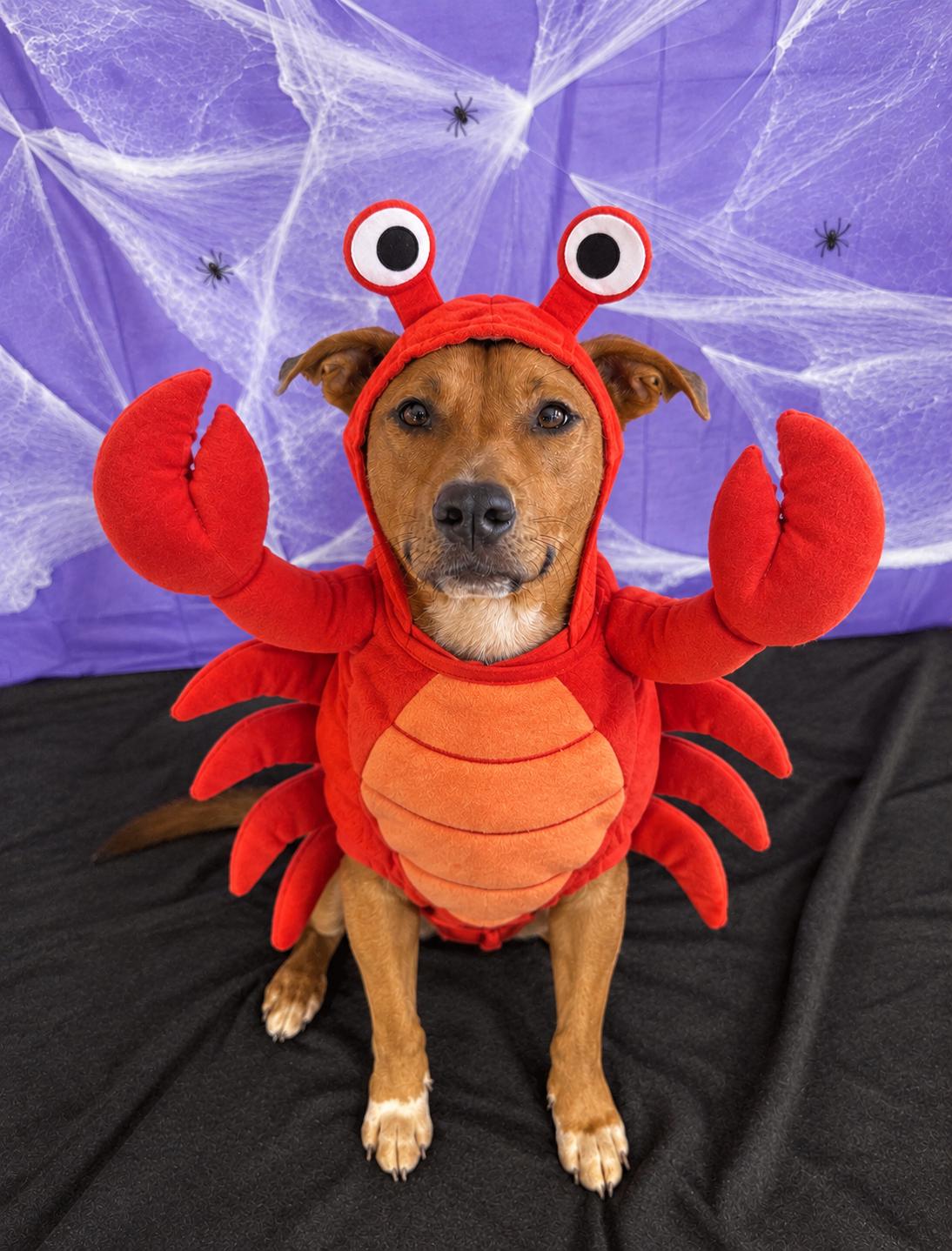 Enlarge Lays, a Adoptable mixed breed in Chickasha, OK image 1/4