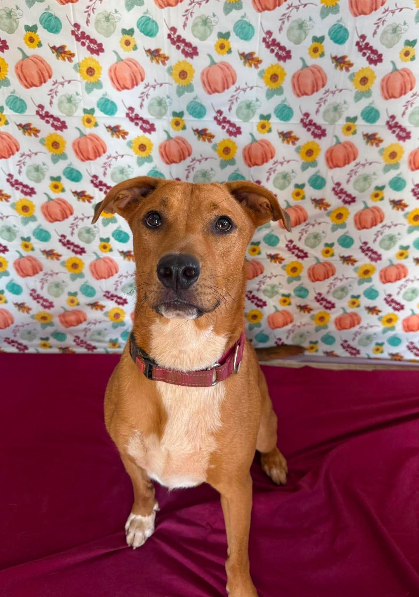 Enlarge Lays, a Adoptable mixed breed in Chickasha, OK image 2/4
