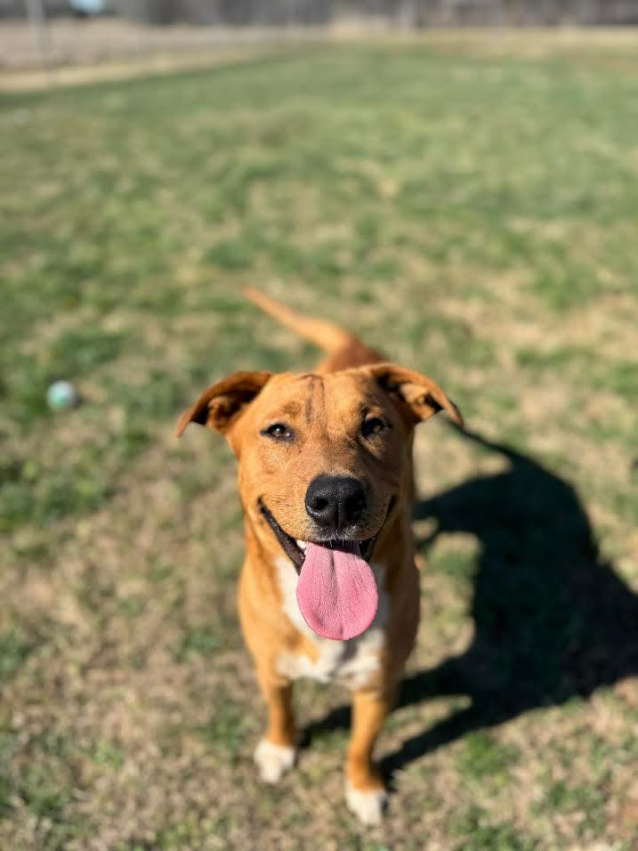 Enlarge Lays, a ADOPTABLE Mixed Breed in Chickasha, OK image 1/5