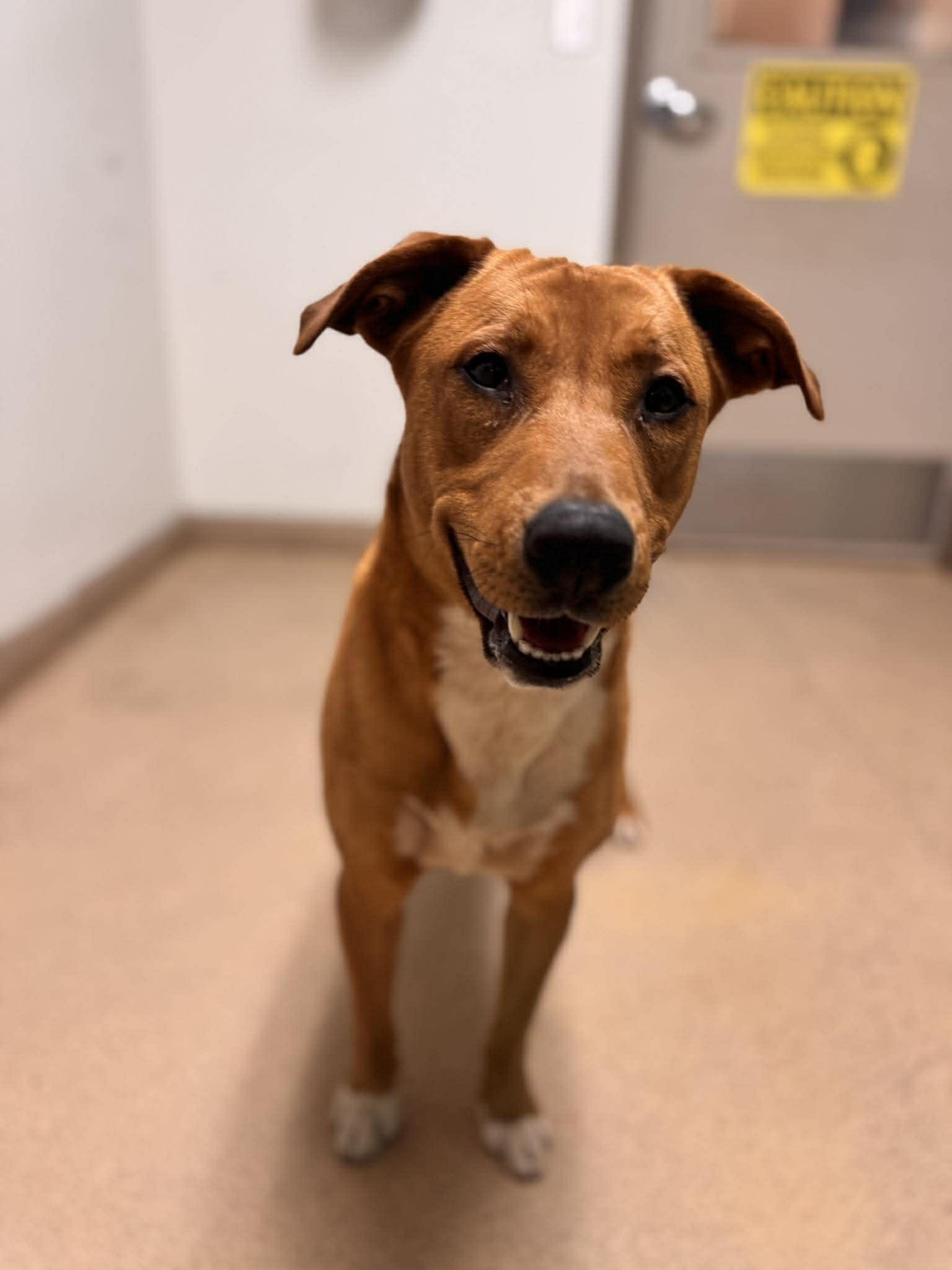 Enlarge Lays, a ADOPTABLE Mixed Breed in Chickasha, OK image 5/5