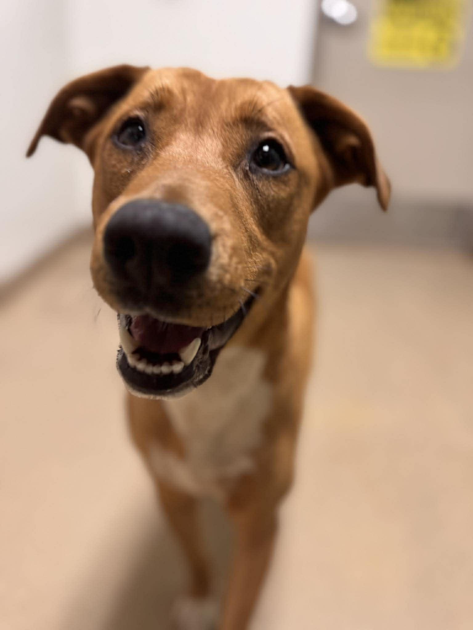 Enlarge Lays, a ADOPTABLE Mixed Breed in Chickasha, OK image 4/5