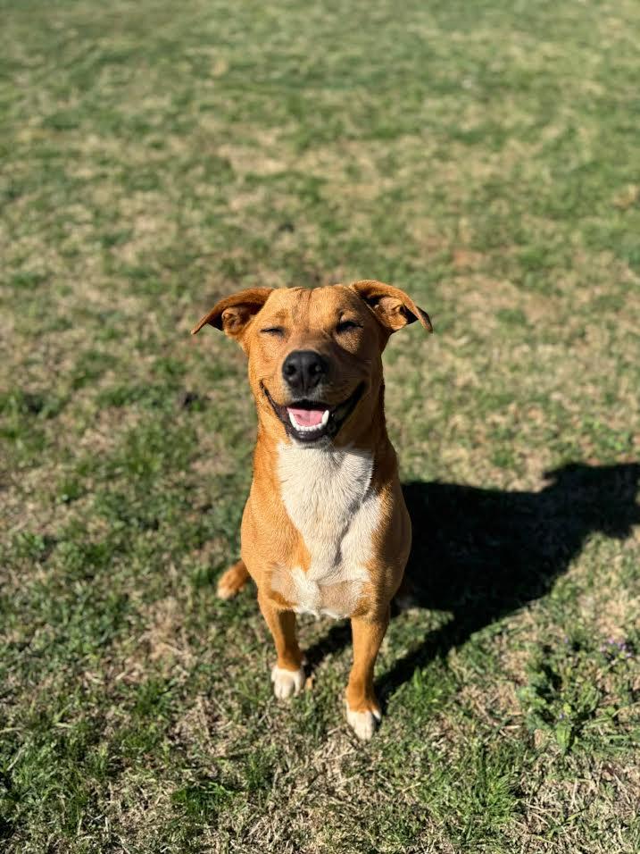 Enlarge Lays, a ADOPTABLE Mixed Breed in Chickasha, OK image 2/5