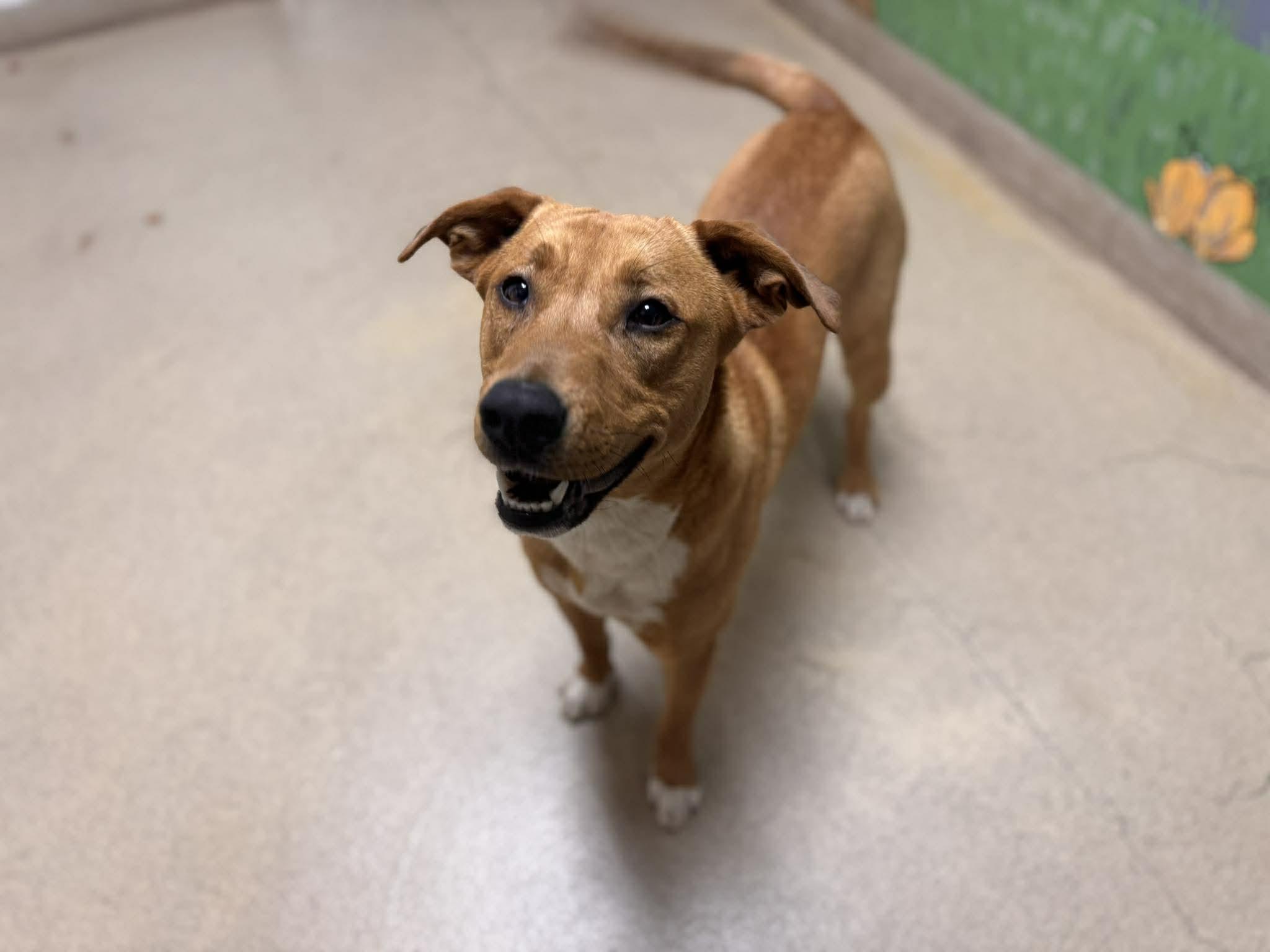 Enlarge Lays, a ADOPTABLE Mixed Breed in Chickasha, OK image 3/5