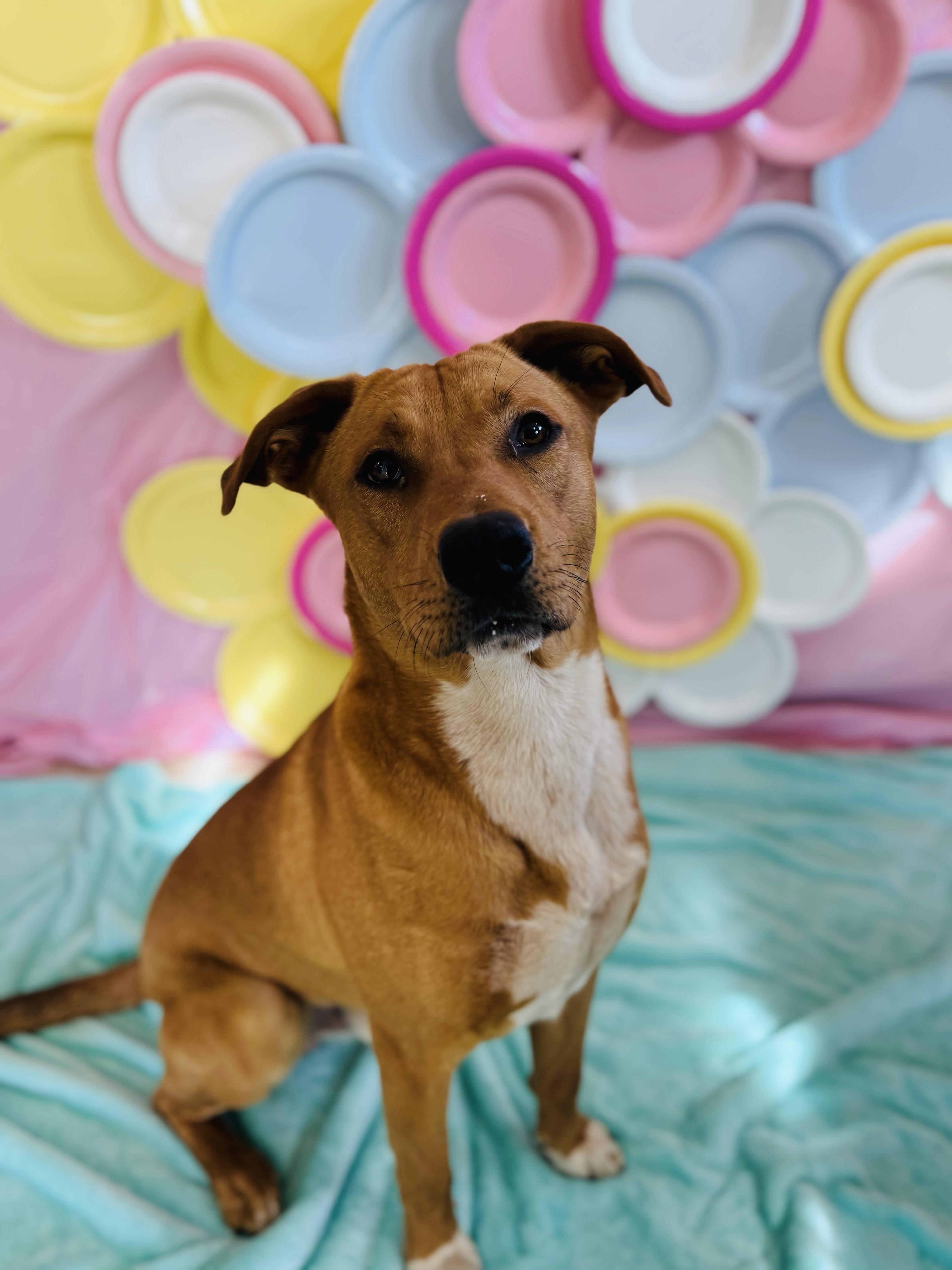 Enlarge Lays, a ADOPTABLE Mixed Breed in Chickasha, OK image 1/6