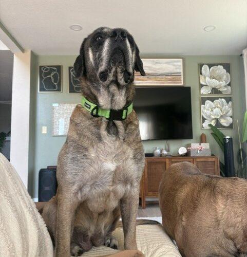 Enlarge Penny, a Adoptable Mastiff in Edmond, OK image 2/5
