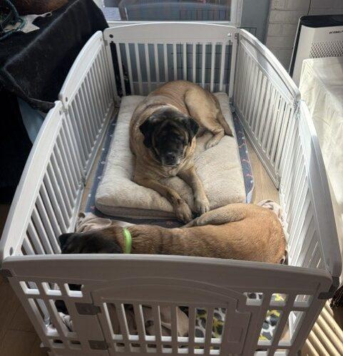 Enlarge Penny, a Adoptable Mastiff in Edmond, OK image 3/5