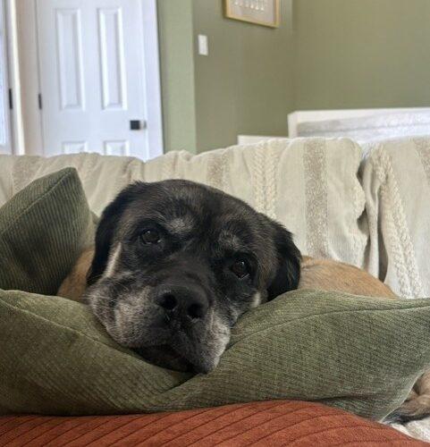 Enlarge Penny, a Adoptable Mastiff in Edmond, OK image 4/5