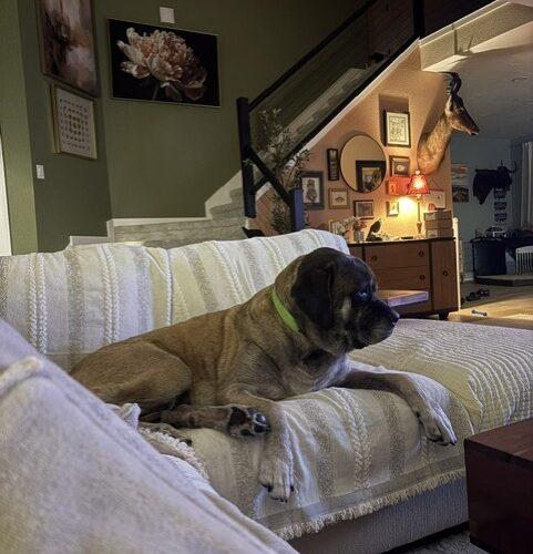 Enlarge Penny, a Adoptable Mastiff in Edmond, OK image 5/5