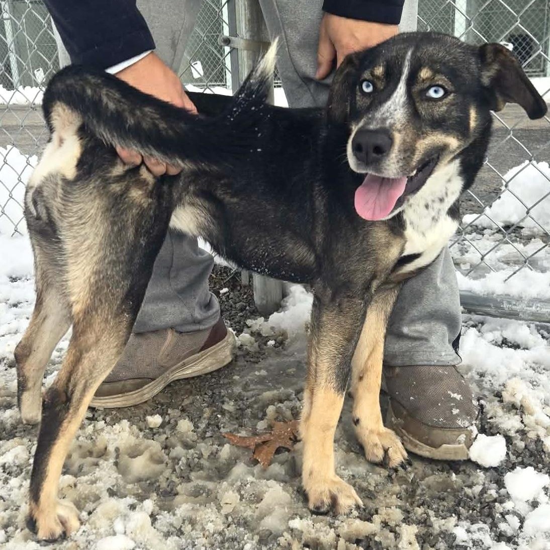 Enlarge Asher, a Adoptable mixed breed in Mount Sterling, KY image 3/4