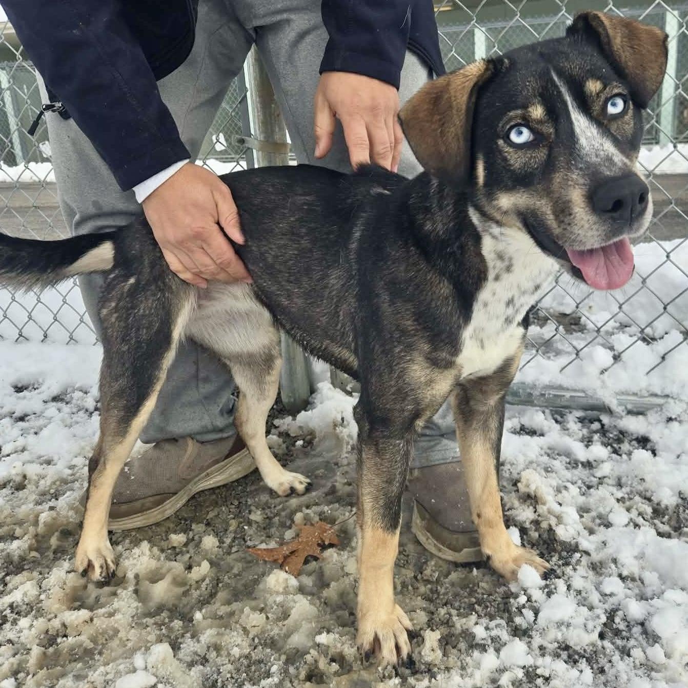 Asher, Adoptable, Young Female Husky & Australian Shepherd.