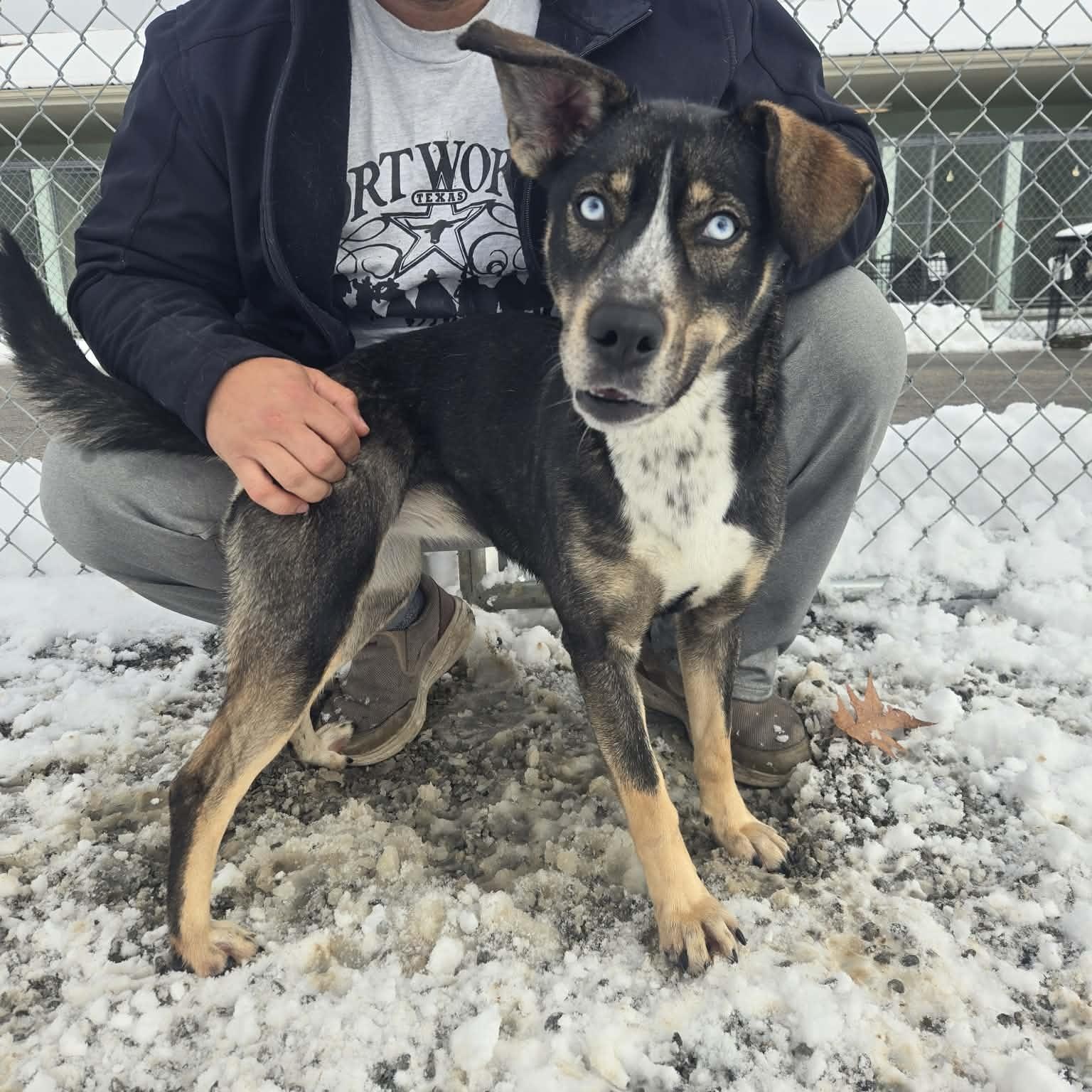 Enlarge Asher, a Adoptable mixed breed in Mount Sterling, KY image 4/4