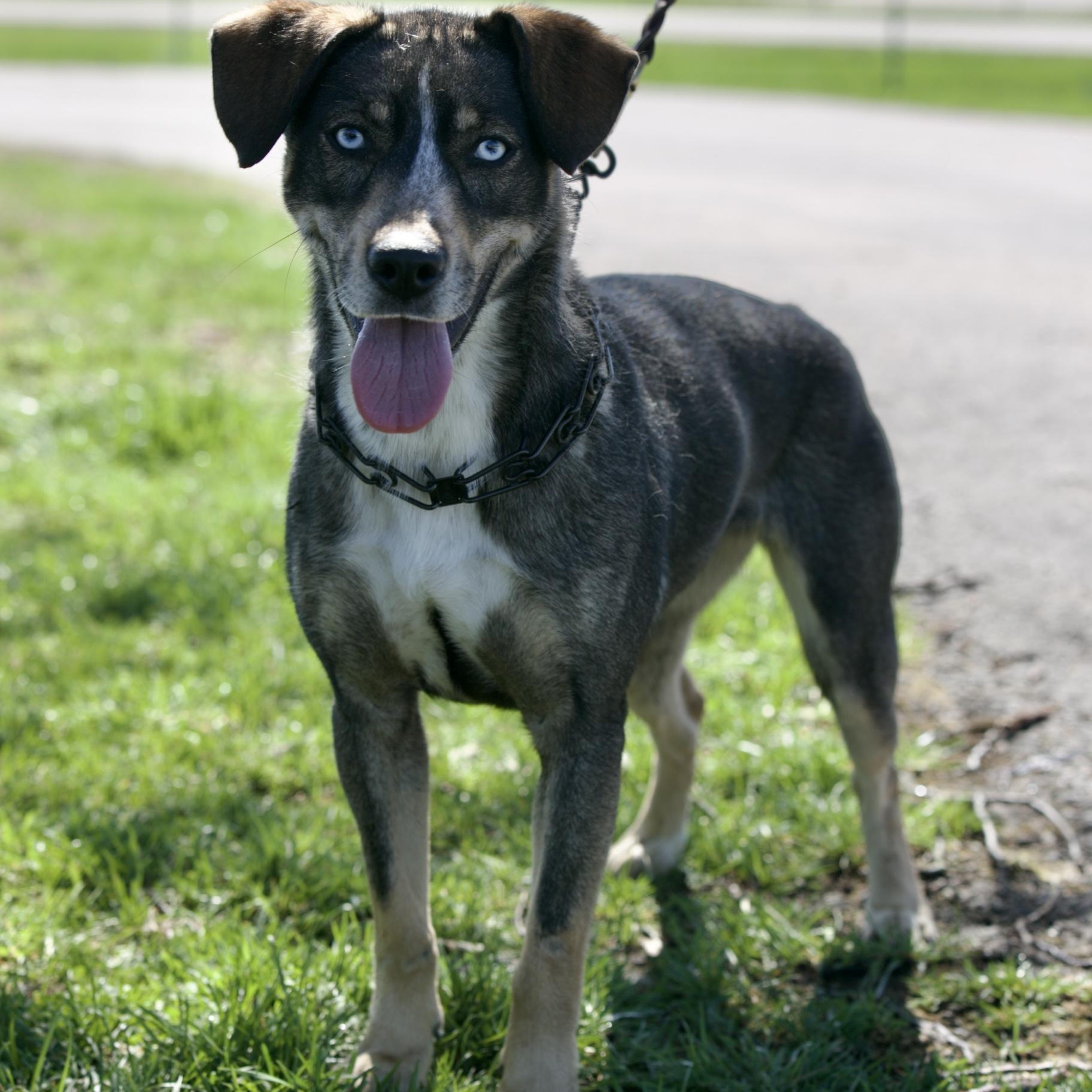 Enlarge Asher, a Adoptable mixed breed in Mount Sterling, KY image 1/6