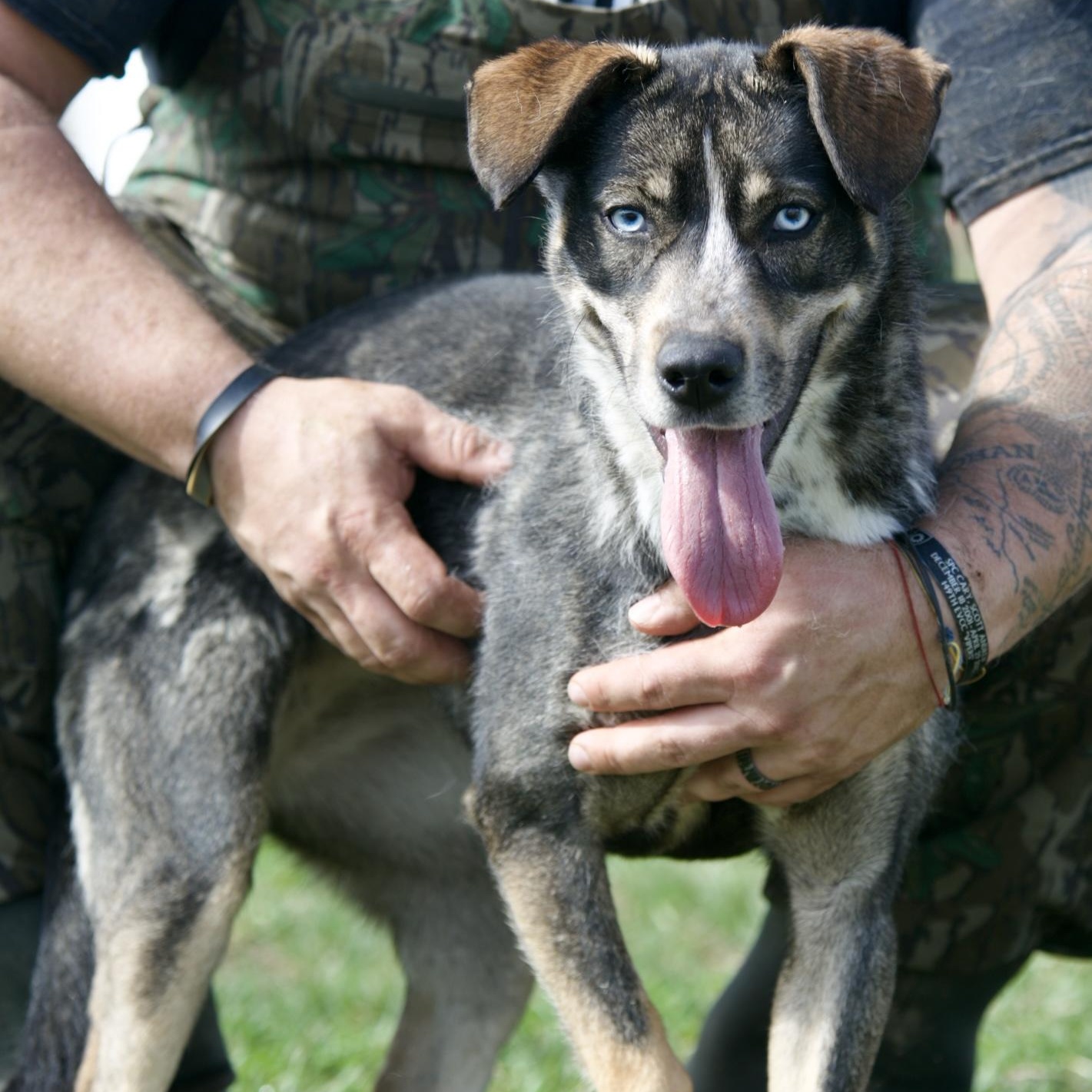 Enlarge Asher, a Adoptable mixed breed in Mount Sterling, KY image 2/6