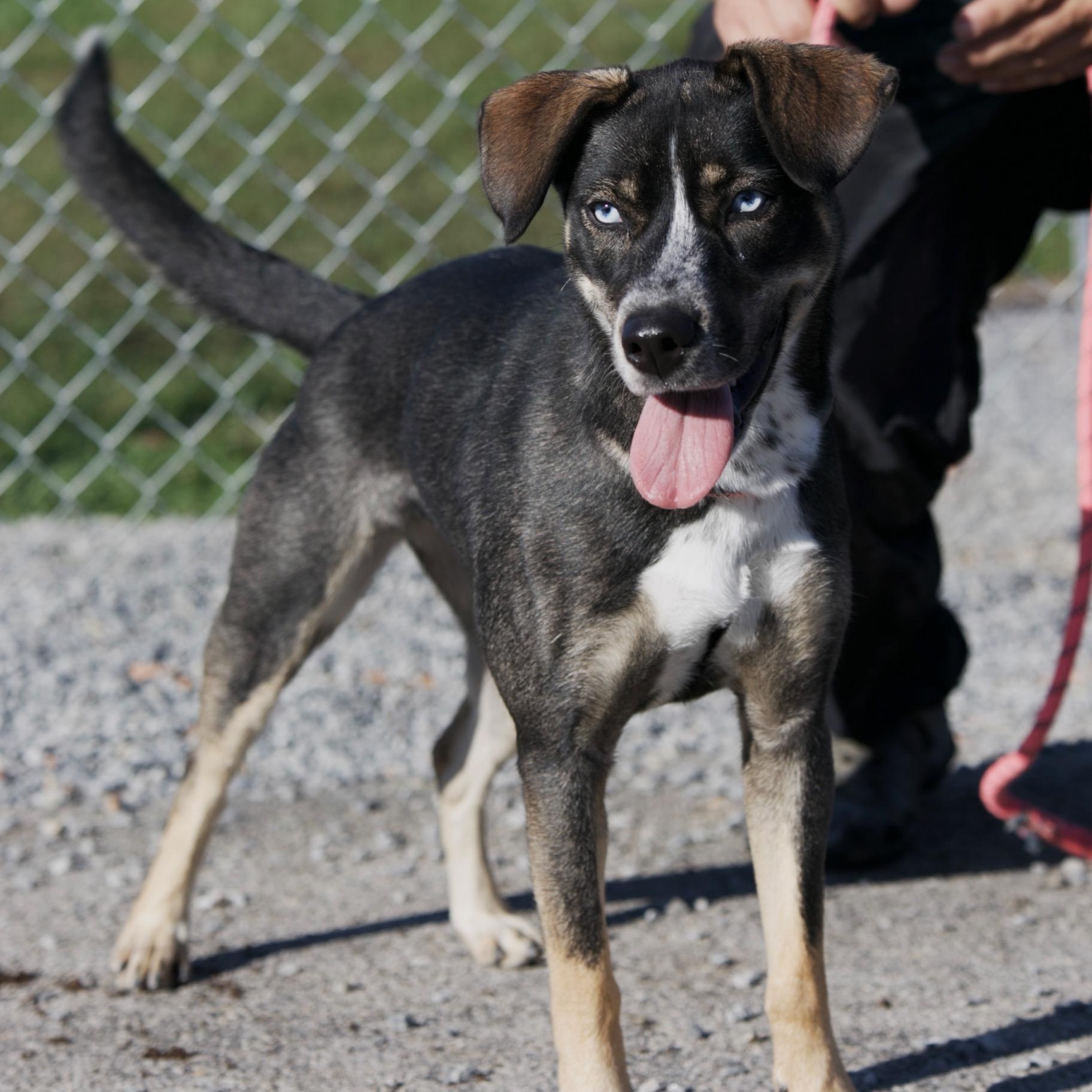 Enlarge Asher, a Adoptable mixed breed in Mount Sterling, KY image 2/4