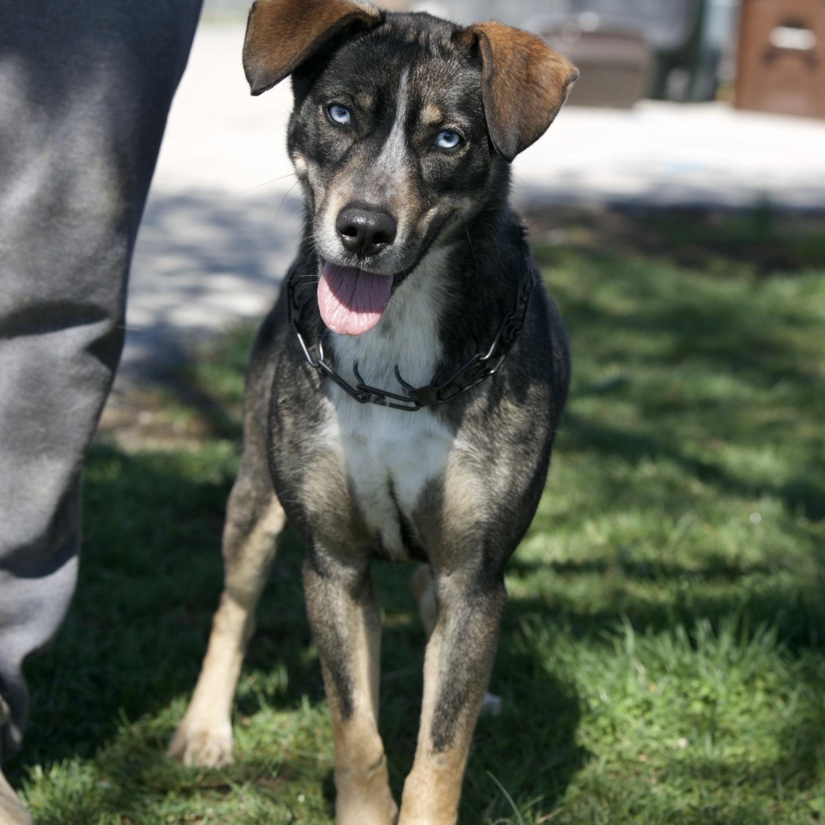 Enlarge Asher, a Adoptable mixed breed in Mount Sterling, KY image 6/6