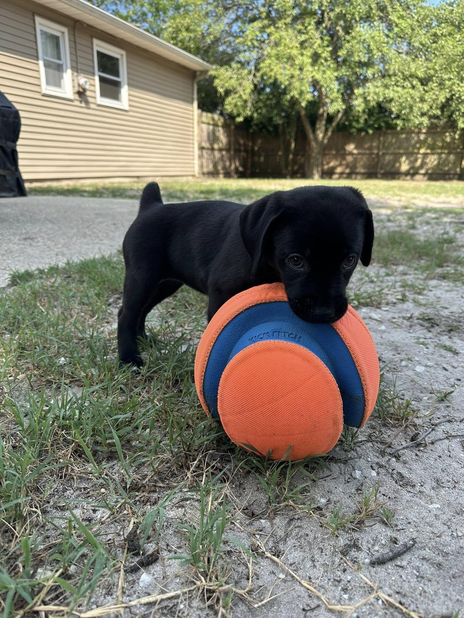 Baby Opal, Baby Female Black Labrador Retriever