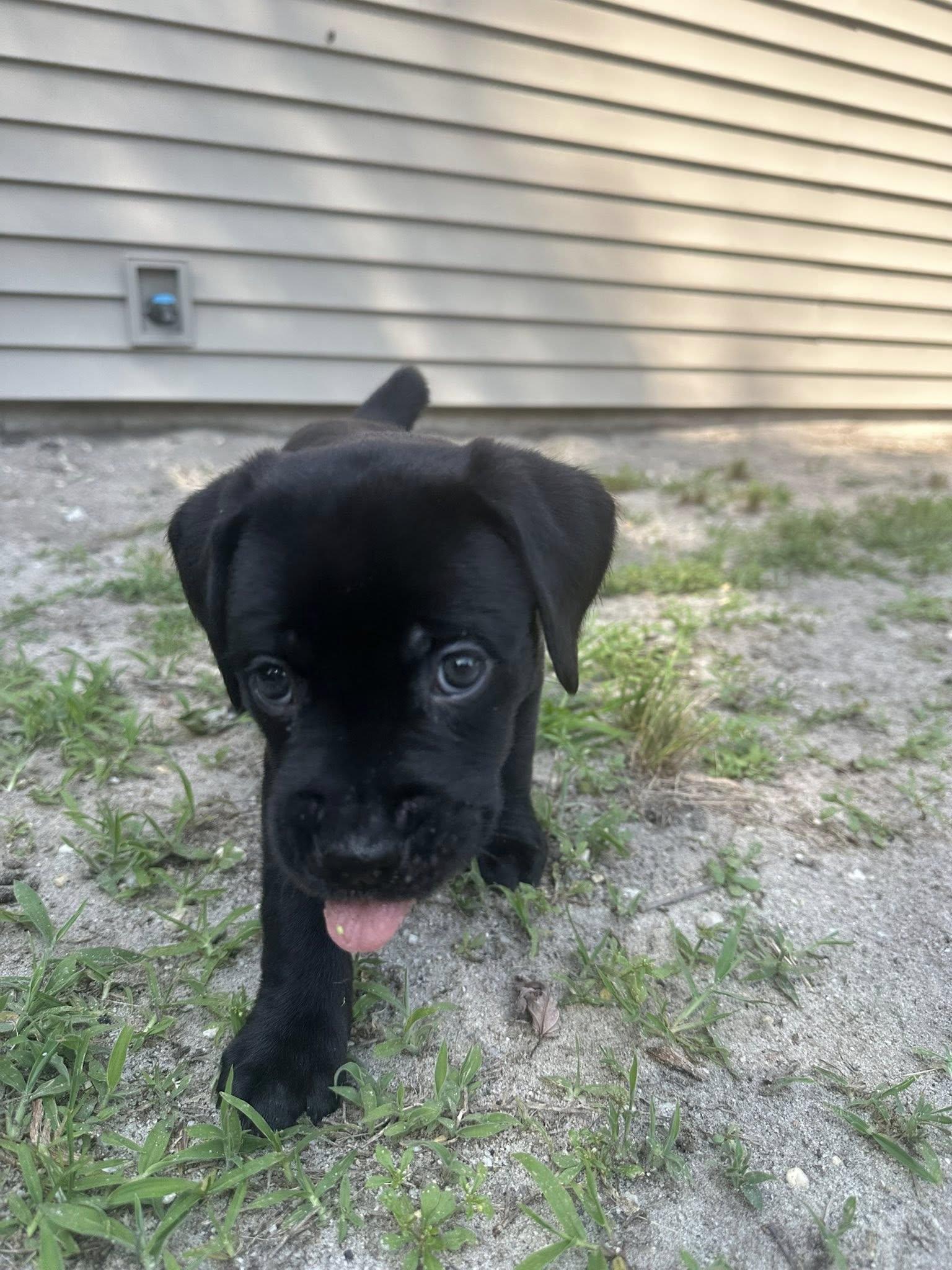 Baby Opal photo 4