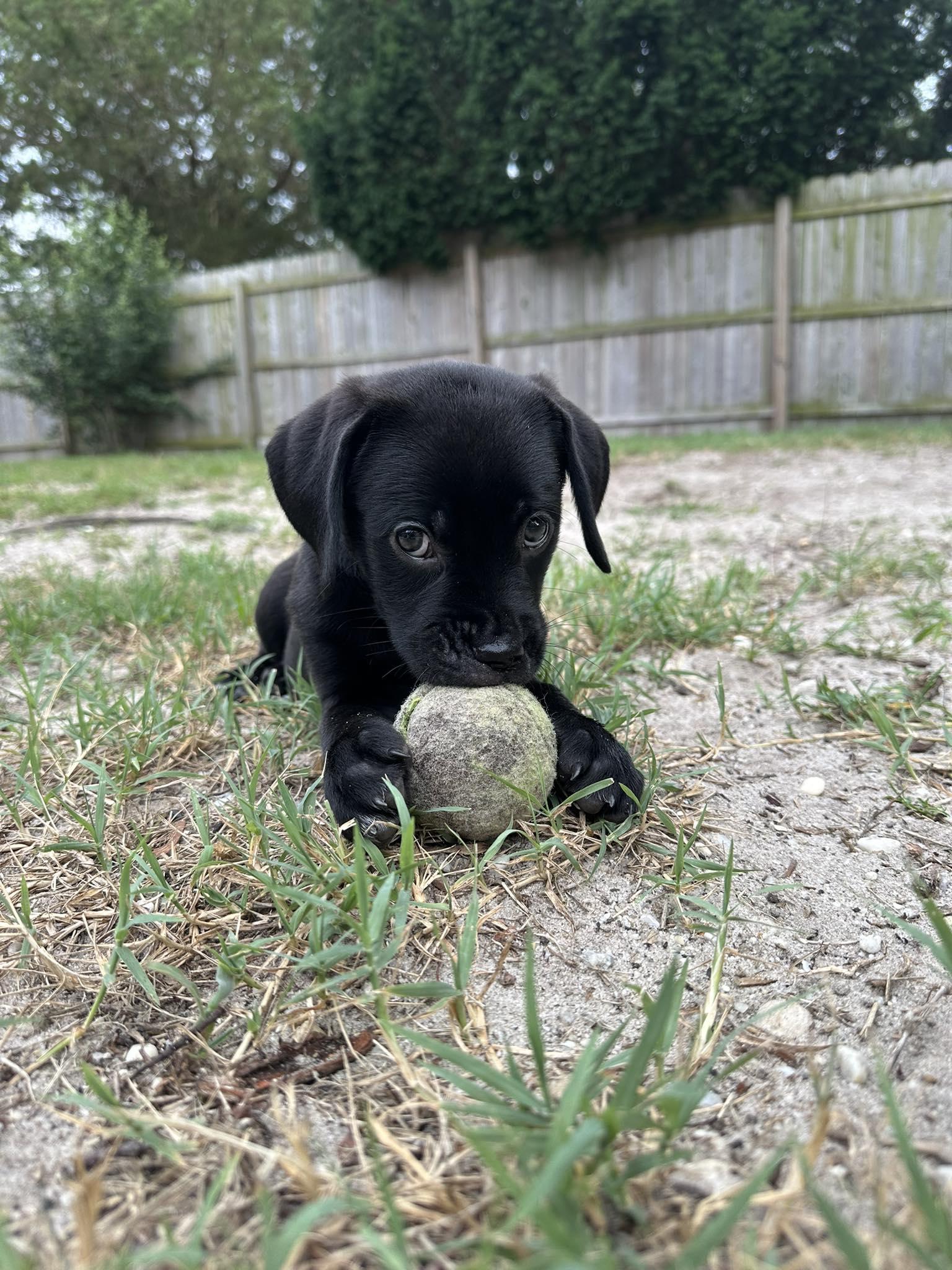 Baby Opal photo 2