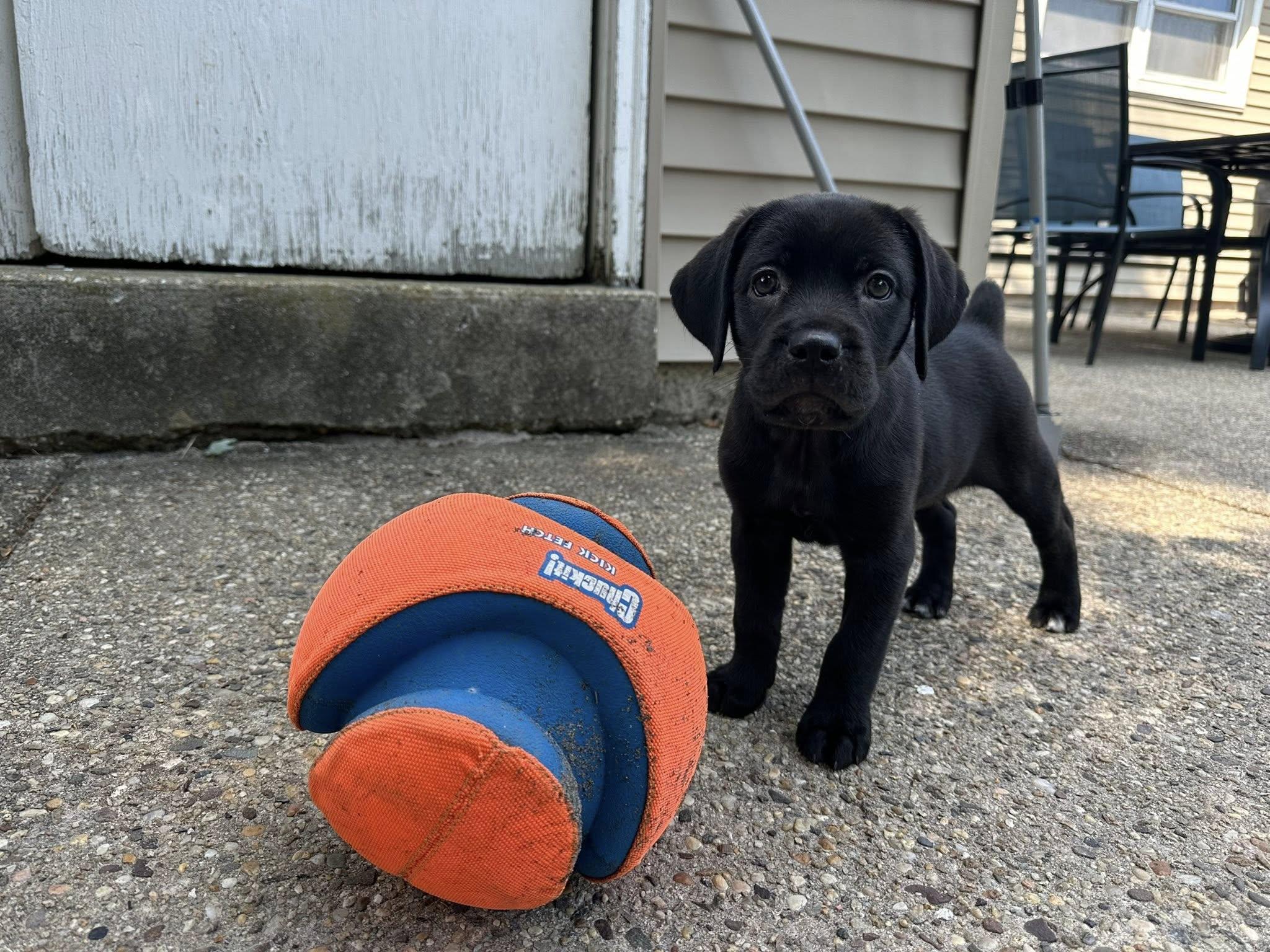 Baby Opal photo 3