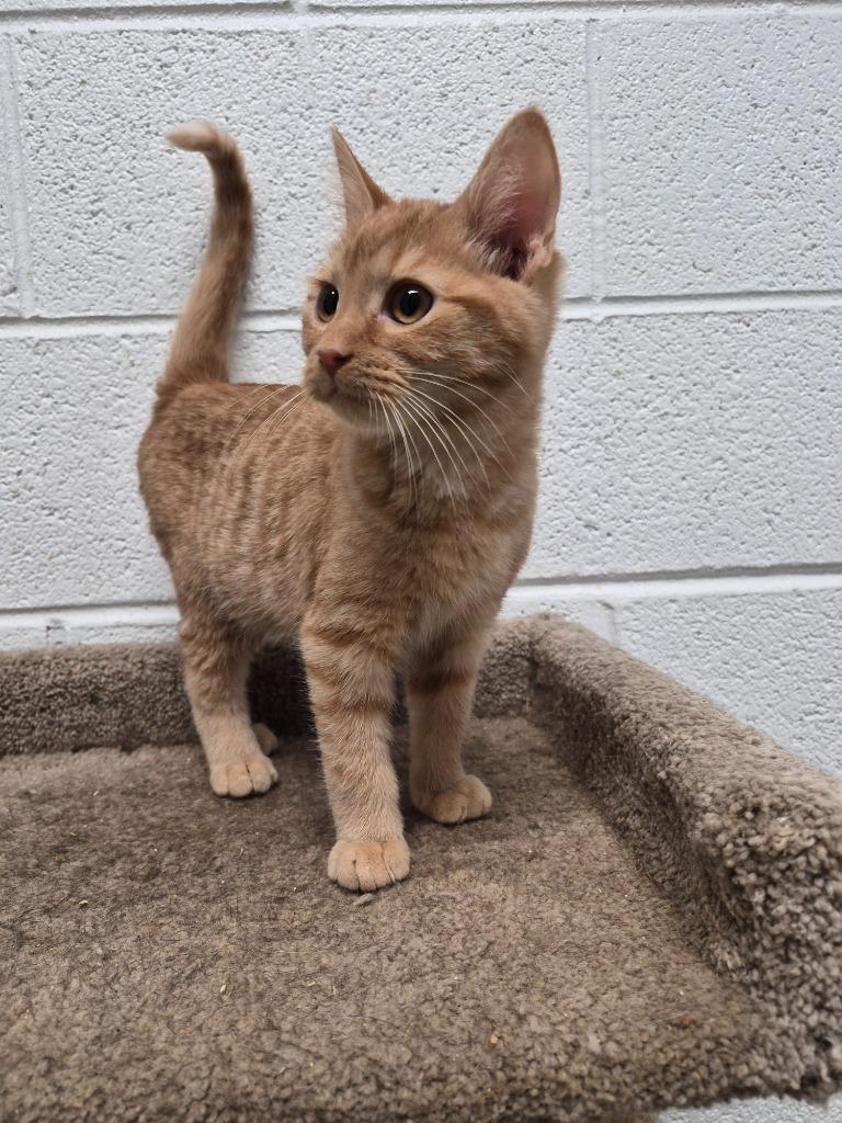 HOBBES, Adopted, Kitten Male Domestic Short Hair.