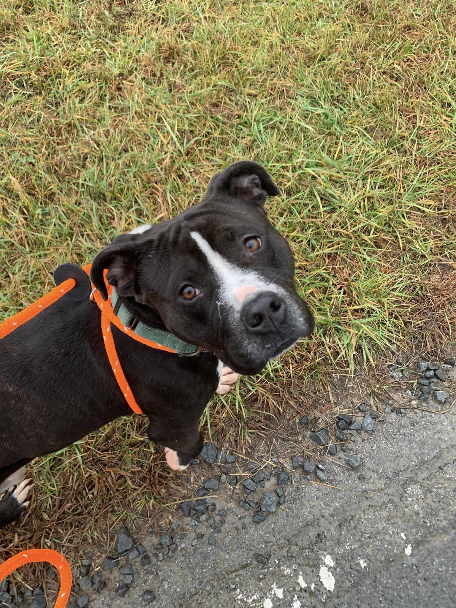 Oscar, a Adoptable Pit Bull Terrier in Blue Ridge, GA image 3/5