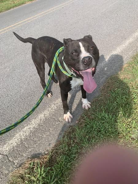 Oscar, a Adoptable Pit Bull Terrier in Blue Ridge, GA image 5/5