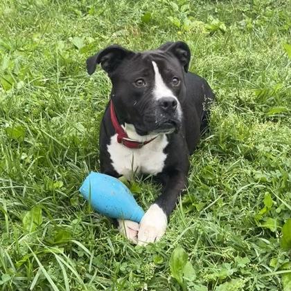 Oscar, a Adoptable Pit Bull Terrier in Blue Ridge, GA image 4/5