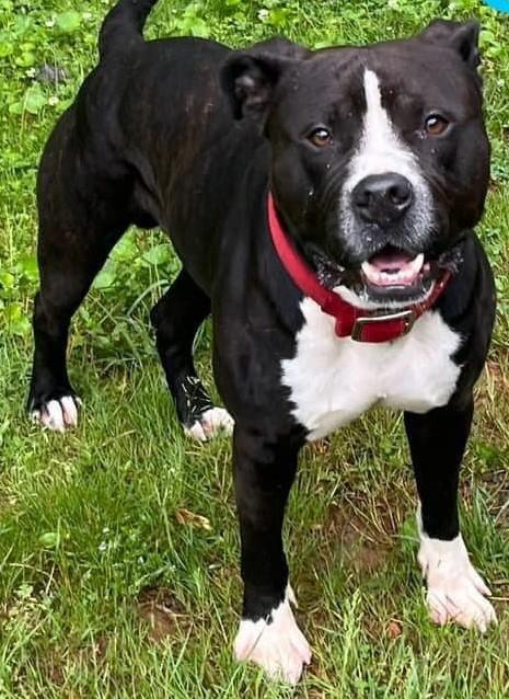 Oscar, a Adoptable Pit Bull Terrier in Blue Ridge, GA image 1/5