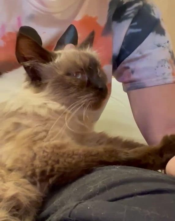 Enlarge Elenore, a Adopted mixed breed in New Orleans, LA video 1/6