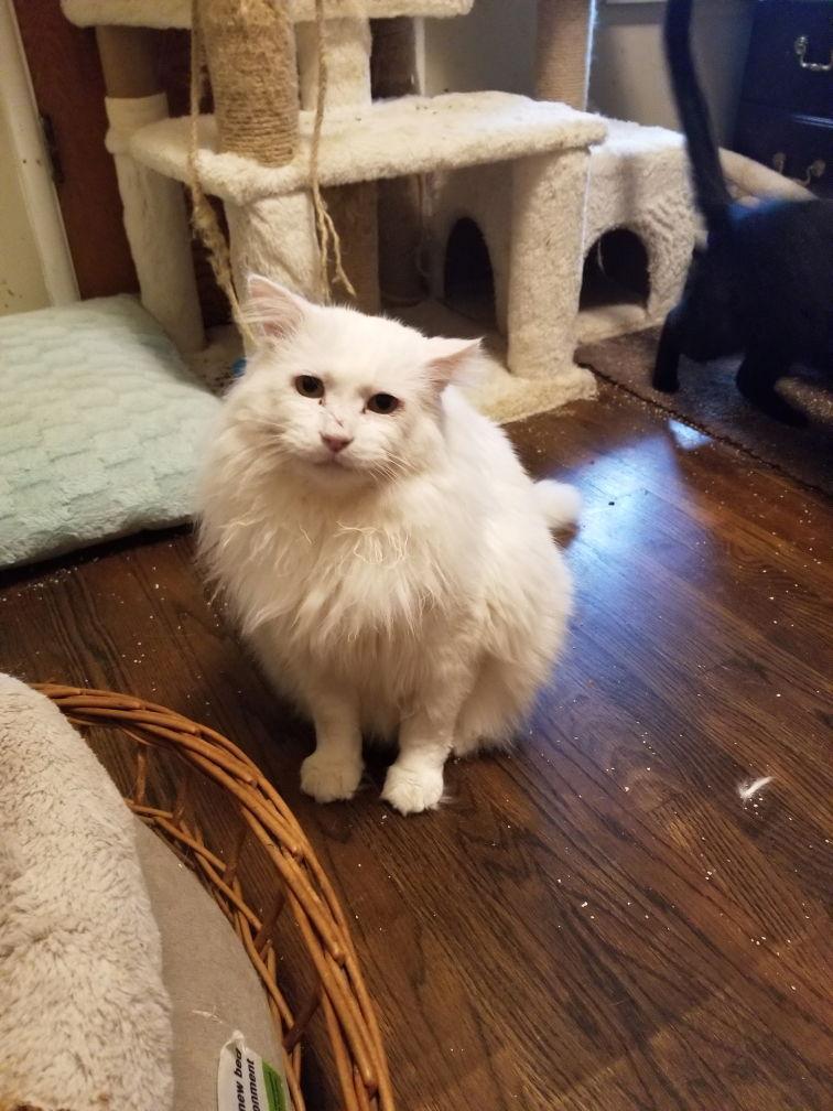 Enlarge Randall, a Adoptable mixed breed in Buena Park, CA image 1/3