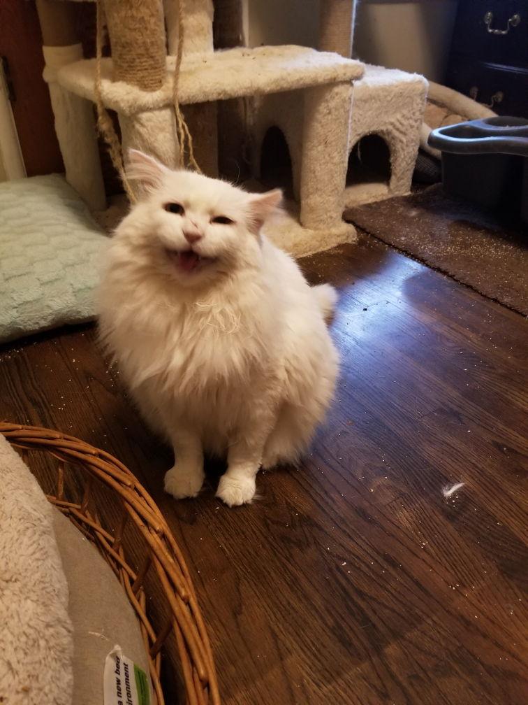 Enlarge Randall, a Adoptable mixed breed in Buena Park, CA image 2/3