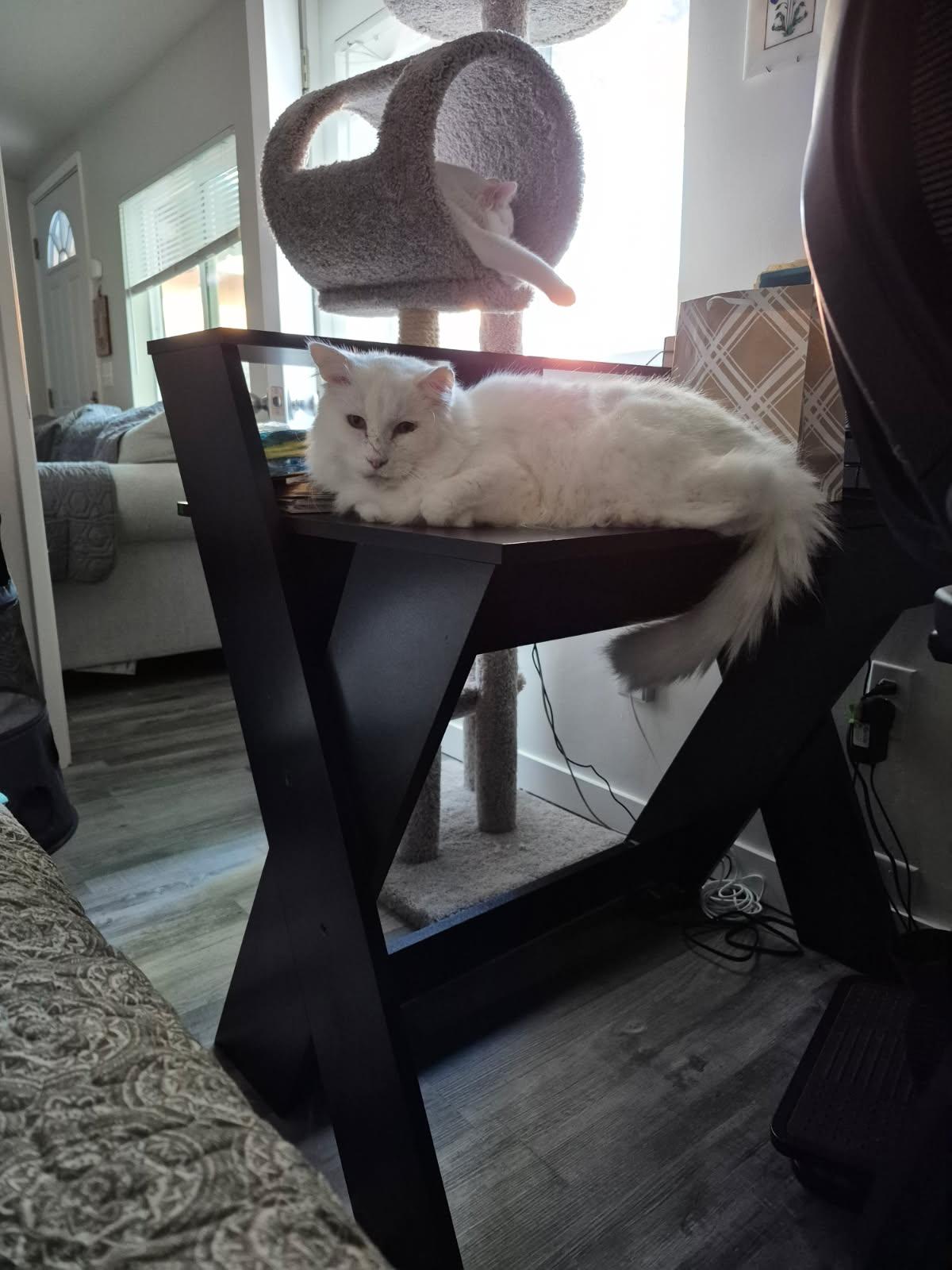 Enlarge Randall, a Adoptable mixed breed in Buena Park, CA image 3/3