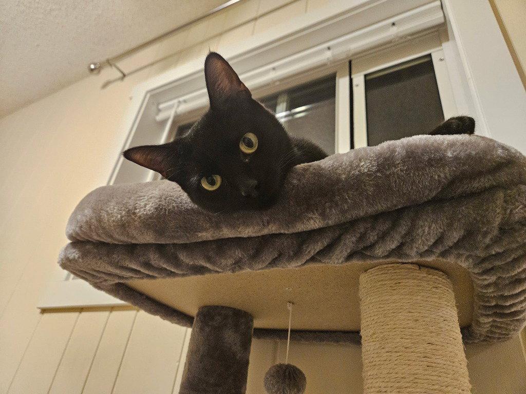 Enlarge Rosie, a Adoptable Domestic Short Hair in St. Helens, OR image 2/3