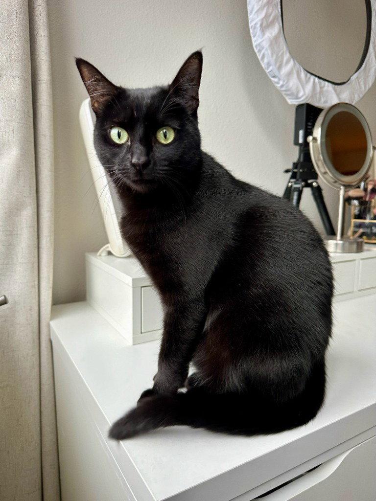 Enlarge Rosie, a Adoptable Domestic Short Hair in St. Helens, OR image 3/3