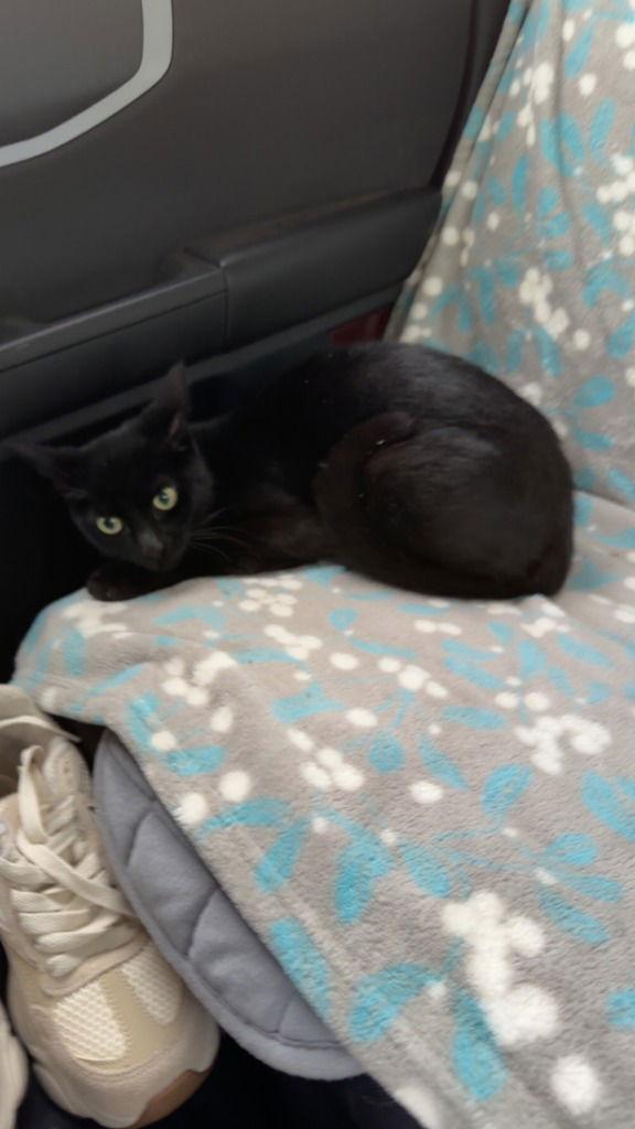 Rosie, a Adoptable Domestic Short Hair in St. Helens, OR image 2/2